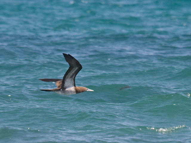 Brown Booby