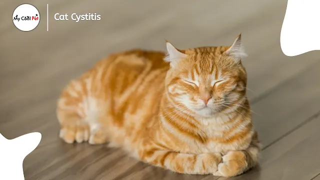 Cat Cystitis