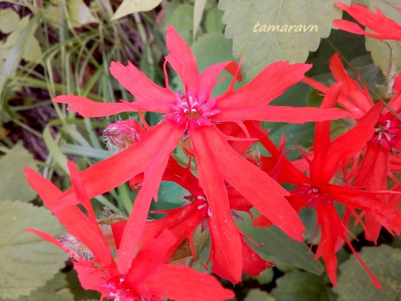 Зорька сверкающая (Lychnis fulgens)