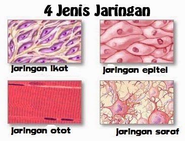 Anatomi dan  Fisiologi Hewan 