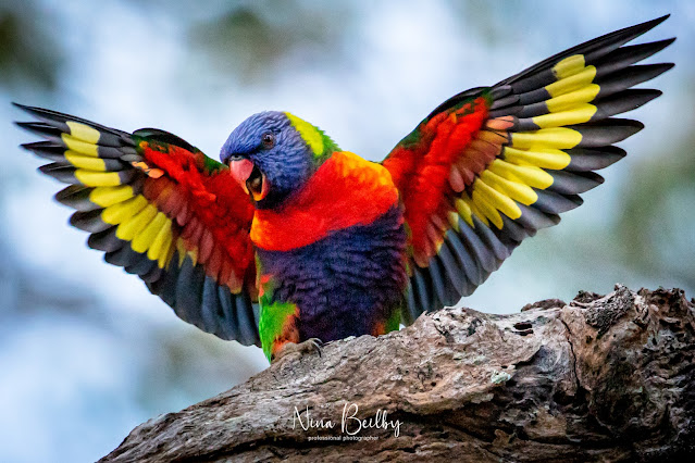 A beautiful Rainbow Lorikeet spreading its wings