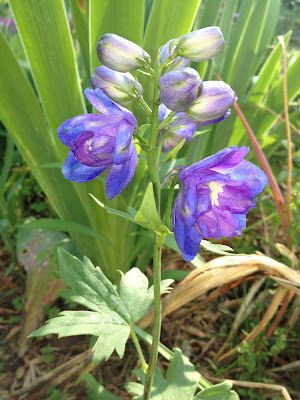 blue delphinium flowers