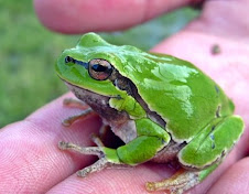 Hyla arborea - Linnaeus 1758 (brotacelul, buratec, racanel)