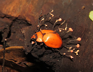 Cordyceps sp., Coccinellidae