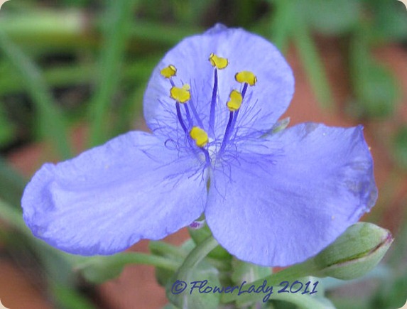 11-09-spiderwort7