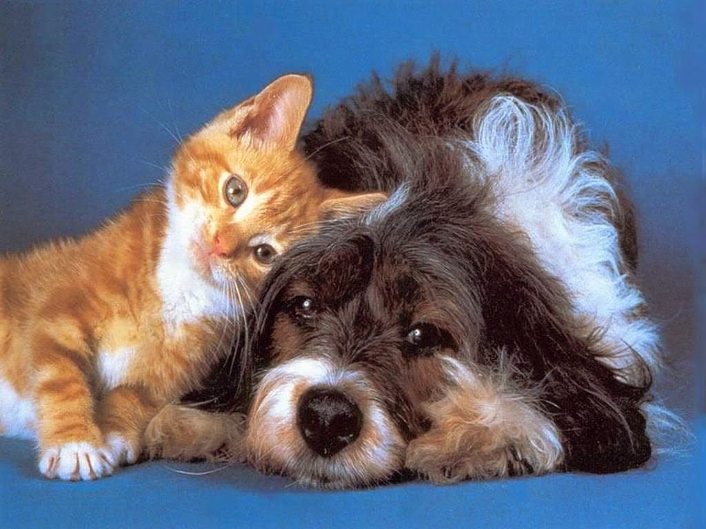 foto di gatti e cani cuccioli - Le più belle foto di cuccioli Focus it