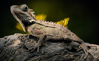 Dragon lizard: Characteristics, habitat, and lifestyle