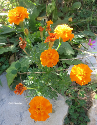 marigold, Tagetes