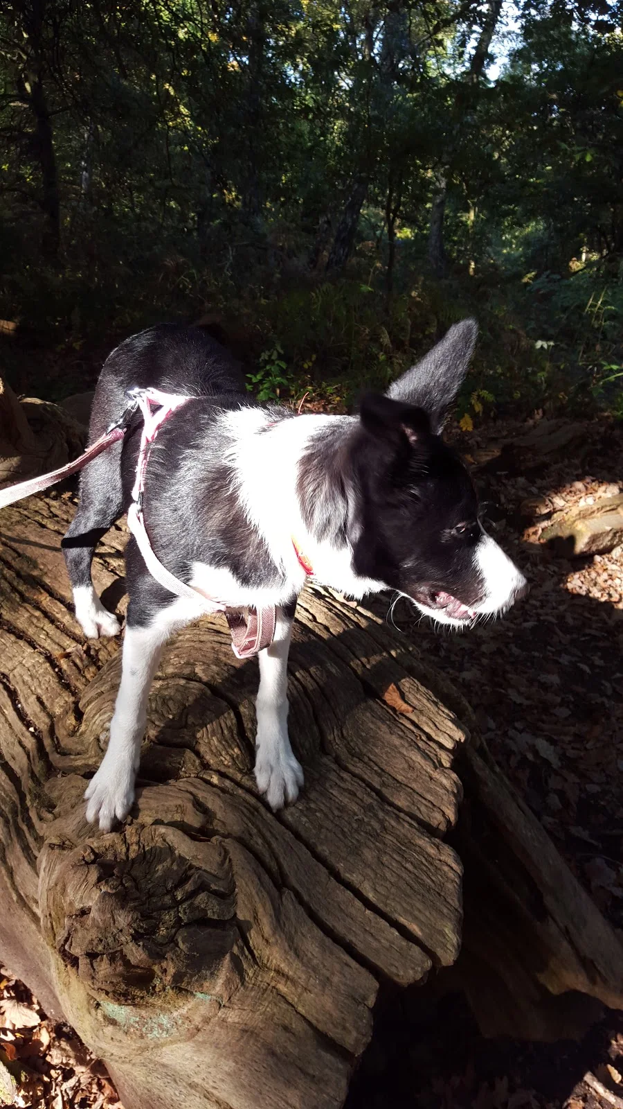 Mollie In Sherwood Forest