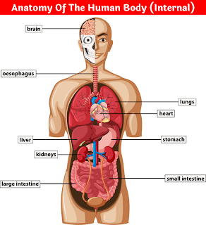 internal body parts name