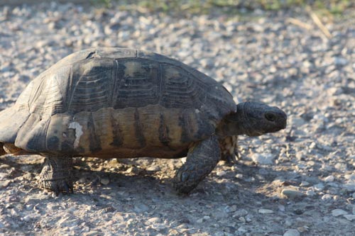 Tortoises