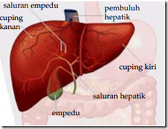 Gambar Hati Manusia