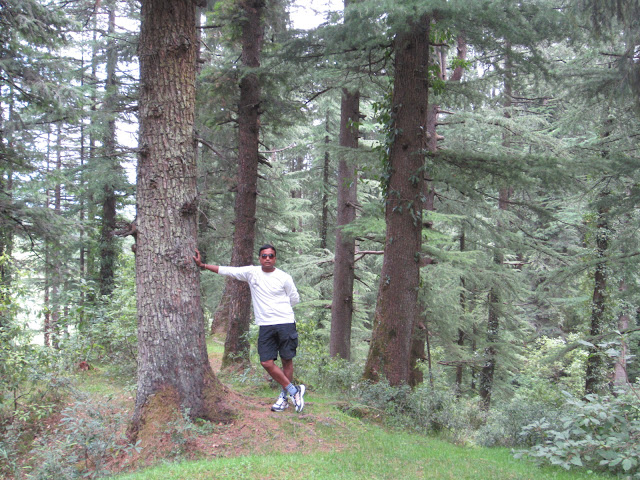 forest near khazzar