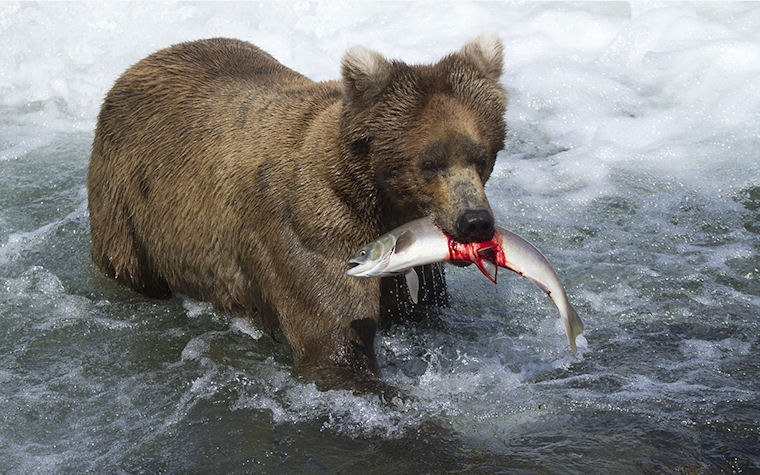 Oso cazando en el mar - Fish hunter