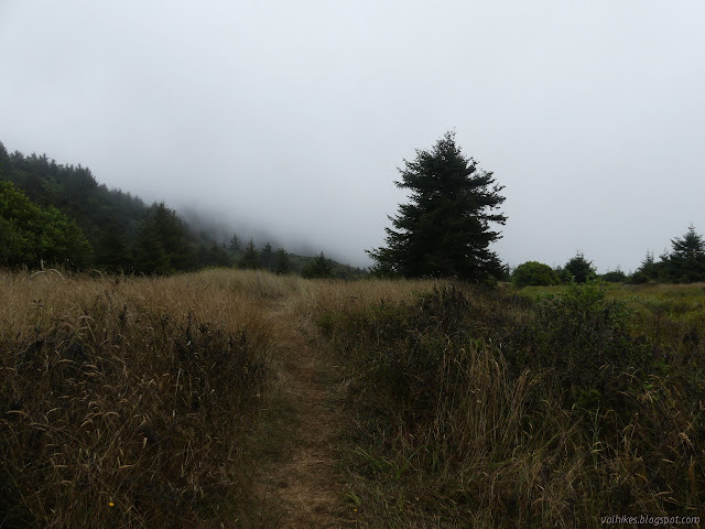 track through the grass in the sandy soil