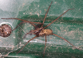 Spider, Tegenaria gigantea, in a recycling box, 12 Saville Row, 16 August 2011.