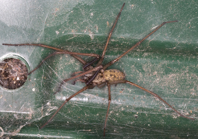 Spider, Tegenaria gigantea, in a recycling box, 12 Saville Row, 16 August 2011.