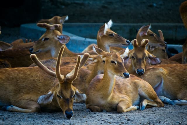 Sariska National Park