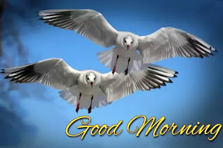 Good morning images with birds