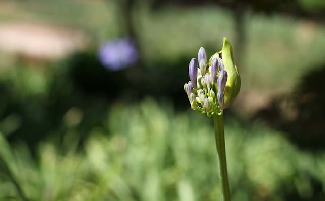 African Lily Flowers Pictures