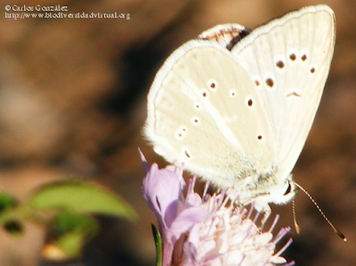 http://www.biodiversidadvirtual.org/insectarium/Agrodiaetus-fulgens-ainsae-img370351.html