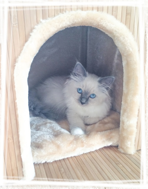 Leeloo timide dans sa nouvelle maison