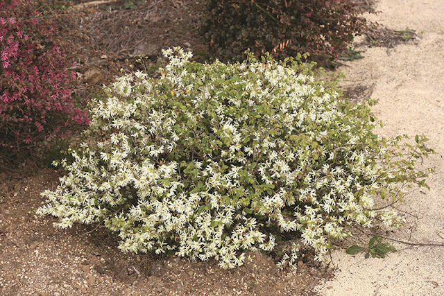 Jazz Hands Dwarf White Loropetalum from Proven Winners ColorChoice