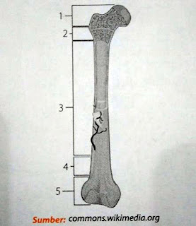 Sebutkan bagian bagian tulang panjang yang ditunjuk oleh 