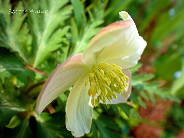 Anemone nikoensis