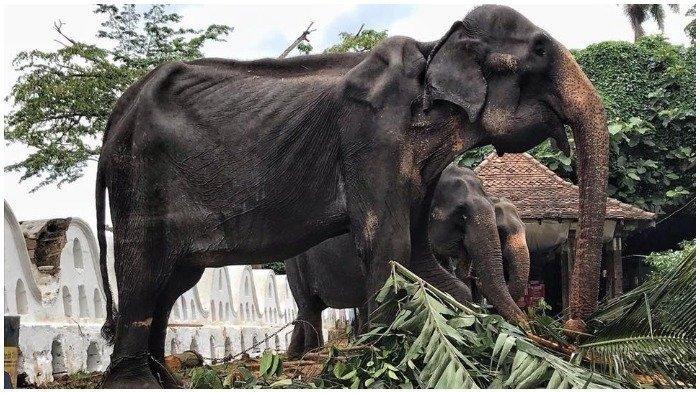 Kisah Gajah Kurus Kering yang Dirantai dan Dipaksa Bekerja Setiap Malam