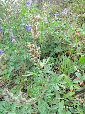 lupine with pods