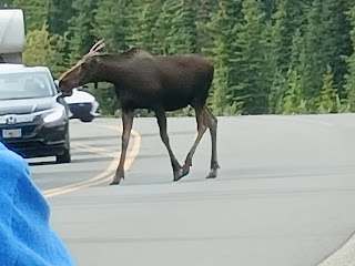 A female moose crossing a road