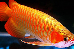 Mengenal Ikan Arwana Golden Red