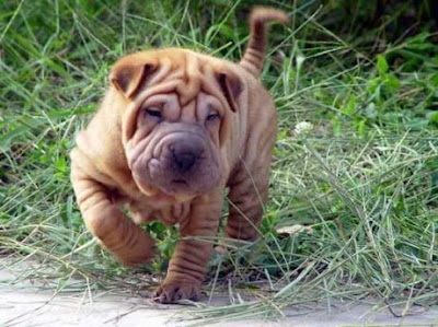 Shar Pei