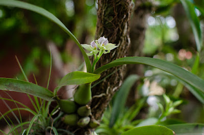 Prosthechea chacaoensis - Chacao Prosthechea care