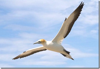 Gannet, Bay of Islands Gannet, Bay of Islands