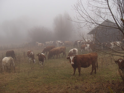 Muszyna, Tylicz, agroranczo La-Ma, grzyby zimowe, grzybobranie w grudniu, świąteczny spacer,  kisielnica wierzbowa [kisielec wierzbowy] (Exidia recisa), Trzęsak pomarańczowożółty Tremella mesenterica, Płomiennica zimowa-Zimówka aksamitnotrzonowa Flammulina velutipes