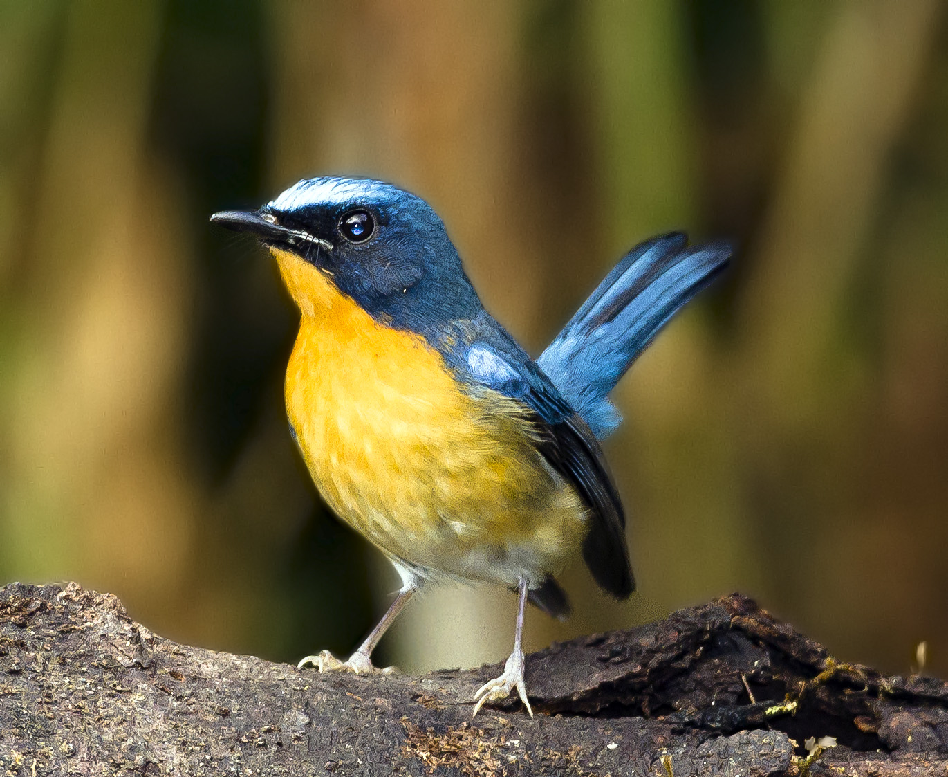 Kicau Burung Burung Tledekan