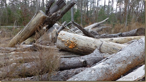 Croatan National Forest_018