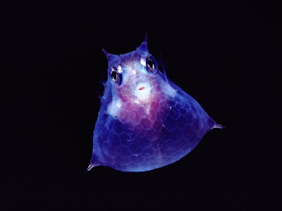 Beautiful Translucent Underwater Creatures