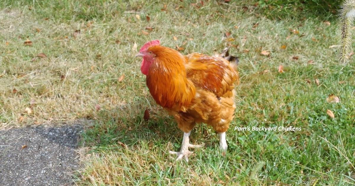 Pam's Backyard Chickens: What do Roosters Eat?