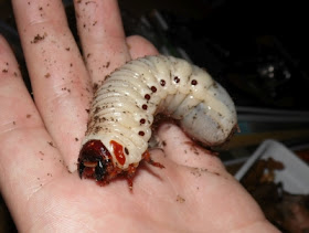 Eine dicke weiße Larve auf Marcos Hand ist zu sehen. Sie ist so groß wie ein Finger.