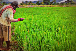 Kabupaten Nabire Dijadikan Lumbung Pangan di Tanah Papua