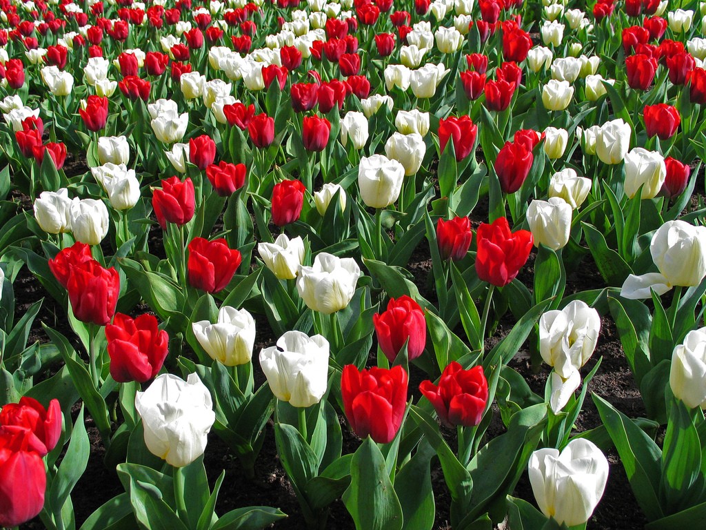 Italian Flowers