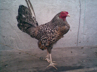 gallo de combate colombiano