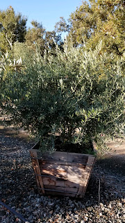 Olive fruiting