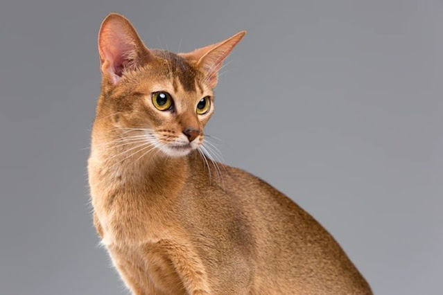 Abyssinian, Kucing Penuh Energi dan Penasaran: Karakteristik dan Cara Merawatnya