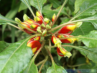 Impatience du Zaïre - Bec de perroquet - Impatience de Zanzibar - Impatiens niamniamensis