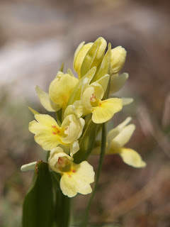 Dactylorhiza insularis cueva franceses