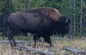 Vimos varios bisontes en Yellowstone.